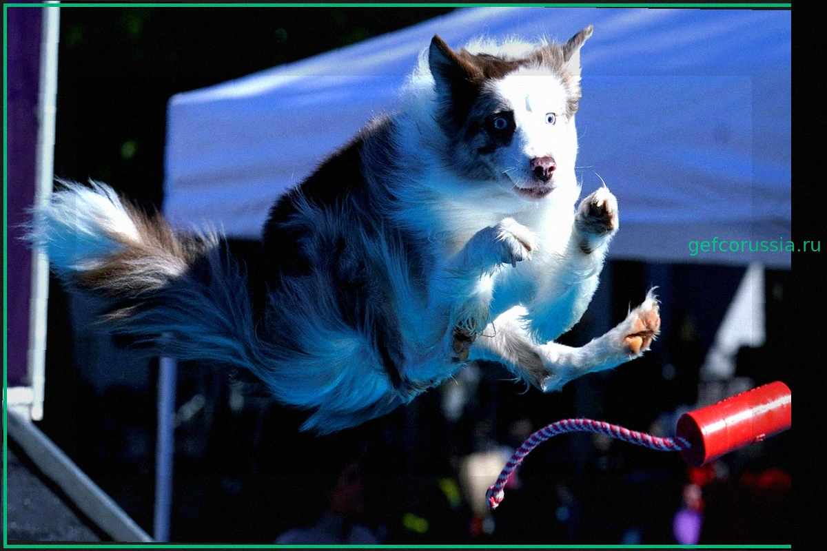 AKC Diving Dogs 2026: Филадельфия одержала победу в командном зачете
